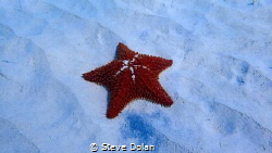 Cushion Sea Star. Taken in Carlisle Bay, Barbados with Ol... by Steve Dolan 